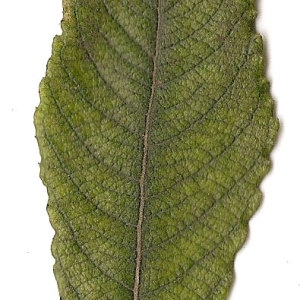Photographie n°31426 du taxon Salix caprea L. [1753]