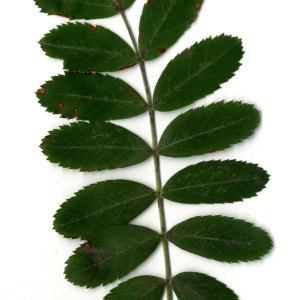Photographie n°31434 du taxon Sorbus domestica L. [1753]