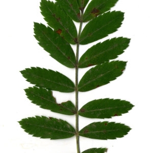 Photographie n°31435 du taxon Sorbus domestica L. [1753]