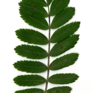 Photographie n°31440 du taxon Sorbus domestica L. [1753]