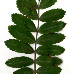 Photographie n°31441 du taxon Sorbus domestica L. [1753]
