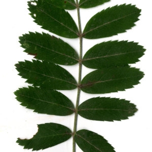 Photographie n°31442 du taxon Sorbus domestica L. [1753]