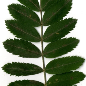 Photographie n°31445 du taxon Sorbus domestica L. [1753]