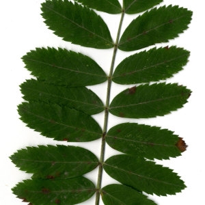 Photographie n°31446 du taxon Sorbus domestica L. [1753]