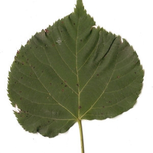 Photographie n°31447 du taxon Tilia cordata Mill. [1768]