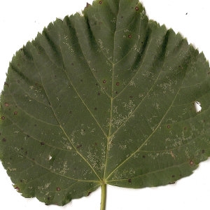 Photographie n°31451 du taxon Tilia cordata Mill. [1768]