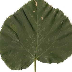 Photographie n°31453 du taxon Tilia cordata Mill. [1768]