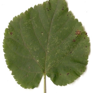 Photographie n°31458 du taxon Tilia cordata Mill. [1768]