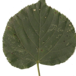 Photographie n°31459 du taxon Tilia cordata Mill. [1768]