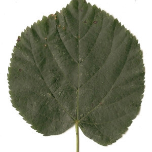 Photographie n°31460 du taxon Tilia cordata Mill. [1768]