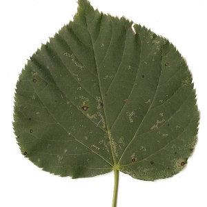 Photographie n°31463 du taxon Tilia cordata Mill. [1768]