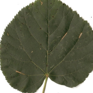 Photographie n°31465 du taxon Tilia cordata Mill. [1768]