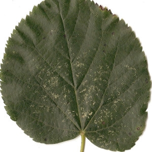 Photographie n°31467 du taxon Tilia cordata Mill. [1768]