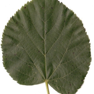 Photographie n°31468 du taxon Tilia cordata Mill. [1768]