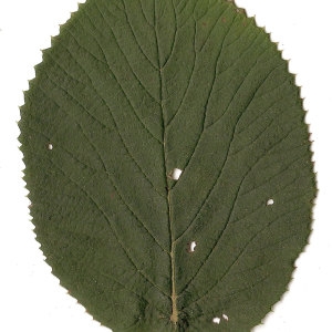 Photographie n°31472 du taxon Viburnum lantana L. [1753]