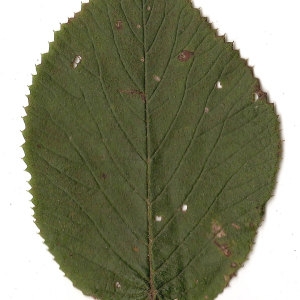 Photographie n°31473 du taxon Viburnum lantana L. [1753]