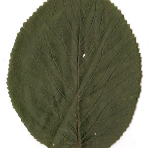 Photographie n°31475 du taxon Viburnum lantana L. [1753]