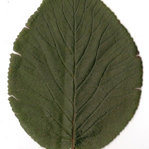 Photographie n°31477 du taxon Viburnum lantana L. [1753]