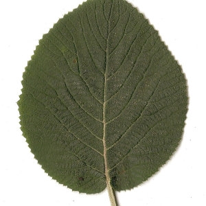Photographie n°31478 du taxon Viburnum lantana L. [1753]