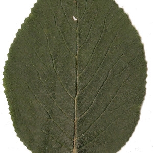 Photographie n°31479 du taxon Viburnum lantana L. [1753]