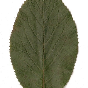 Photographie n°31480 du taxon Viburnum lantana L. [1753]