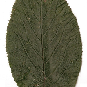 Photographie n°31483 du taxon Viburnum lantana L. [1753]