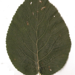 Photographie n°31484 du taxon Viburnum lantana L. [1753]