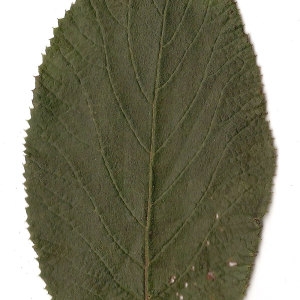 Photographie n°31485 du taxon Viburnum lantana L. [1753]