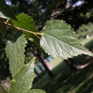 Photographie n°31537 du taxon Celtis australis L. [1753]