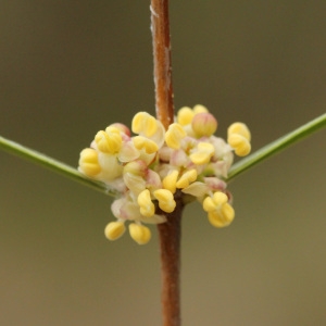 Photographie n°31544 du taxon Phillyrea angustifolia L. [1753]