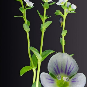 Photographie n°31546 du taxon Veronica serpyllifolia L. [1753]