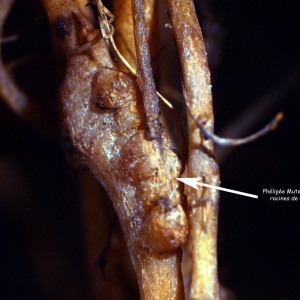 Phelypaea hohenackeri Reut. (Orobanche de Mutel)