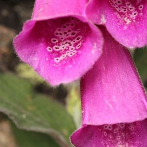 Photographie n°31627 du taxon Digitalis purpurea L.