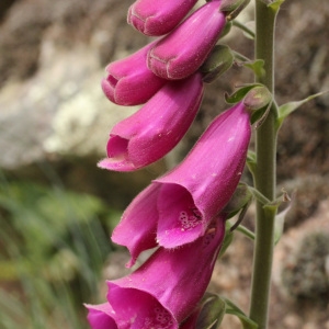 Photographie n°31628 du taxon Digitalis purpurea L.