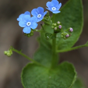 Brunnera macrophylla (Adams) I.M.Johnst. (Great Forget-me-not)