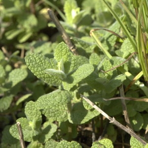 Photographie n°31635 du taxon Mentha rotundifolia sensu auct. gall.