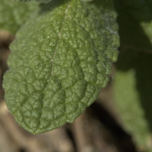 Photographie n°31637 du taxon Mentha rotundifolia sensu auct. gall.