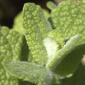 Photographie n°31638 du taxon Mentha rotundifolia sensu auct. gall.