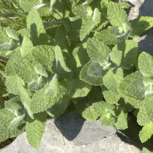 Photographie n°31640 du taxon Mentha rotundifolia sensu auct. gall.