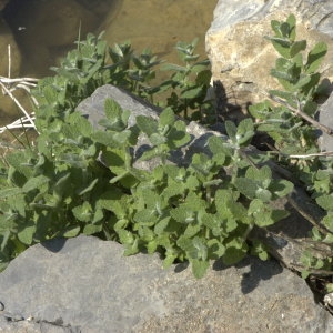 Photographie n°31641 du taxon Mentha rotundifolia sensu auct. gall.