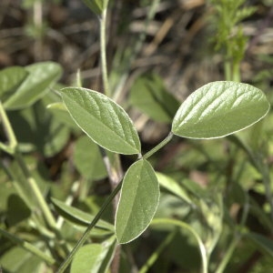 Photographie n°31642 du taxon Bituminaria bituminosa (L.) C.H.Stirt.