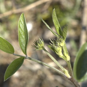 Photographie n°31644 du taxon Bituminaria bituminosa (L.) C.H.Stirt.