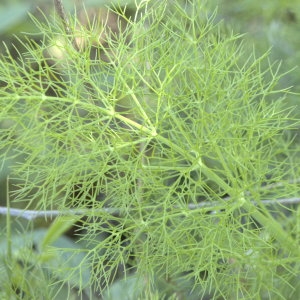 Photographie n°31646 du taxon Foeniculum vulgare Mill. [1768]