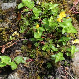 Photographie n°31663 du taxon Lysimachia nemorum L. [1753]