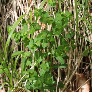 Photographie n°31666 du taxon Euphorbia dulcis L.