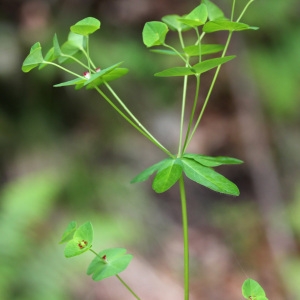 Photographie n°31668 du taxon Euphorbia dulcis L.