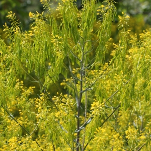 Photographie n°31671 du taxon Isatis tinctoria L.