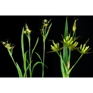 Luzula flavescens [var.] murrea P.Fourn. (Luzule jaunâtre)