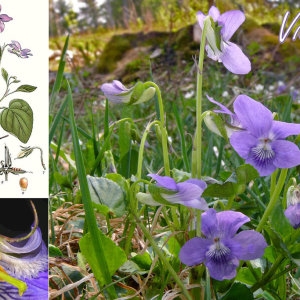 Photographie n°31678 du taxon Viola riviniana Rchb. [1823]