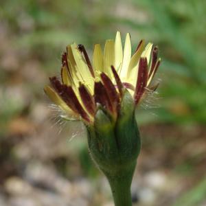 Photographie n°31683 du taxon Urospermum dalechampii (L.) Scop. ex F.W.Schmidt [1795]